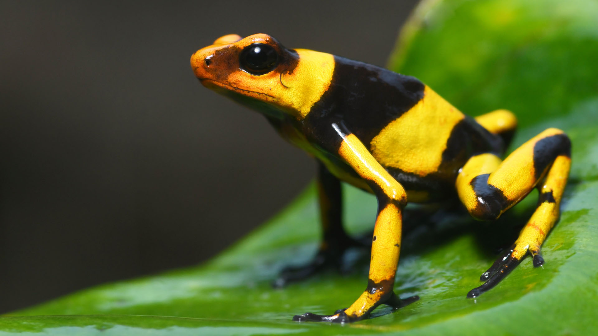 Poison Frogs Herping Tour